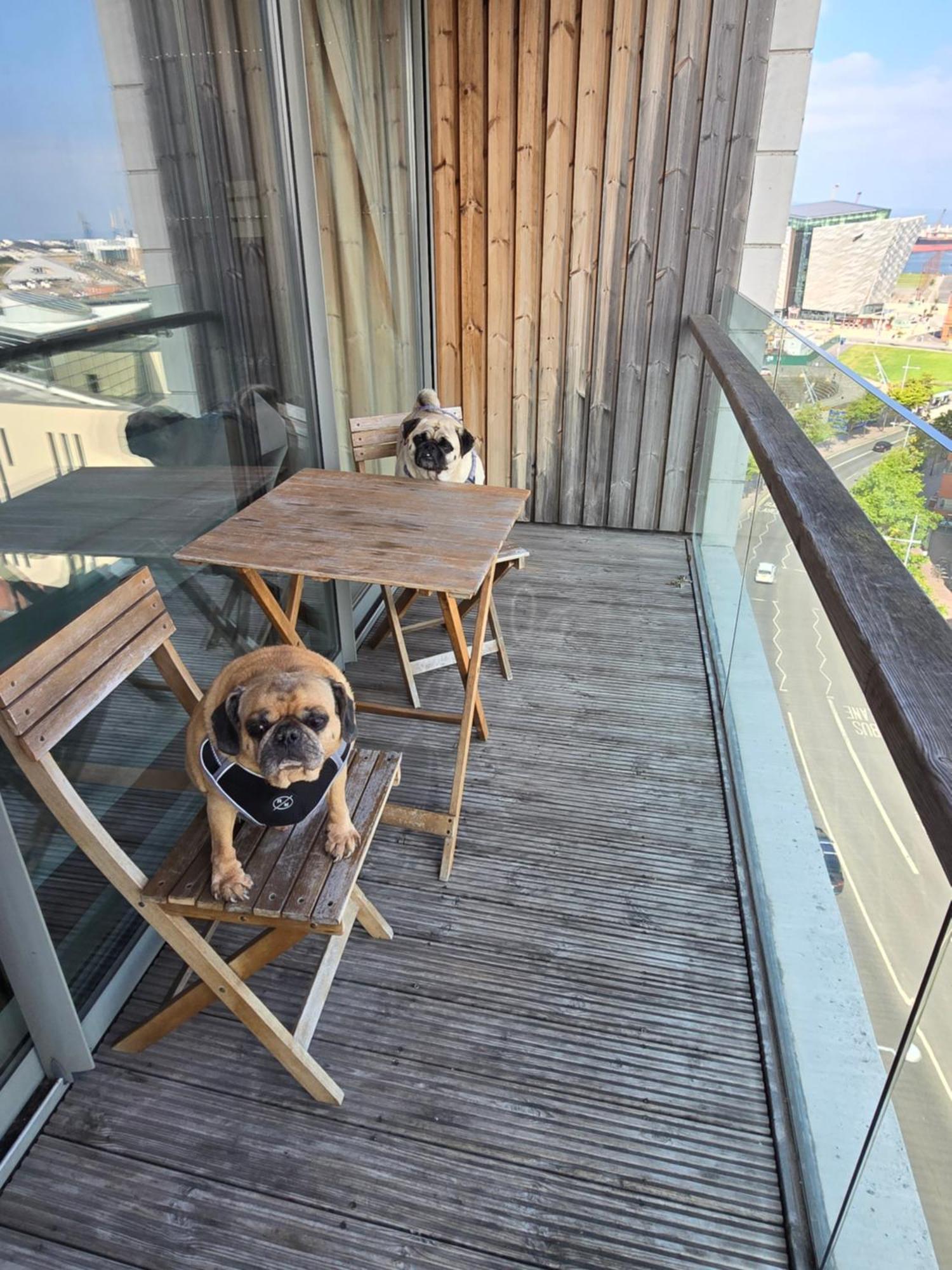 Benji & Milos Apartments Белфаст Экстерьер фото